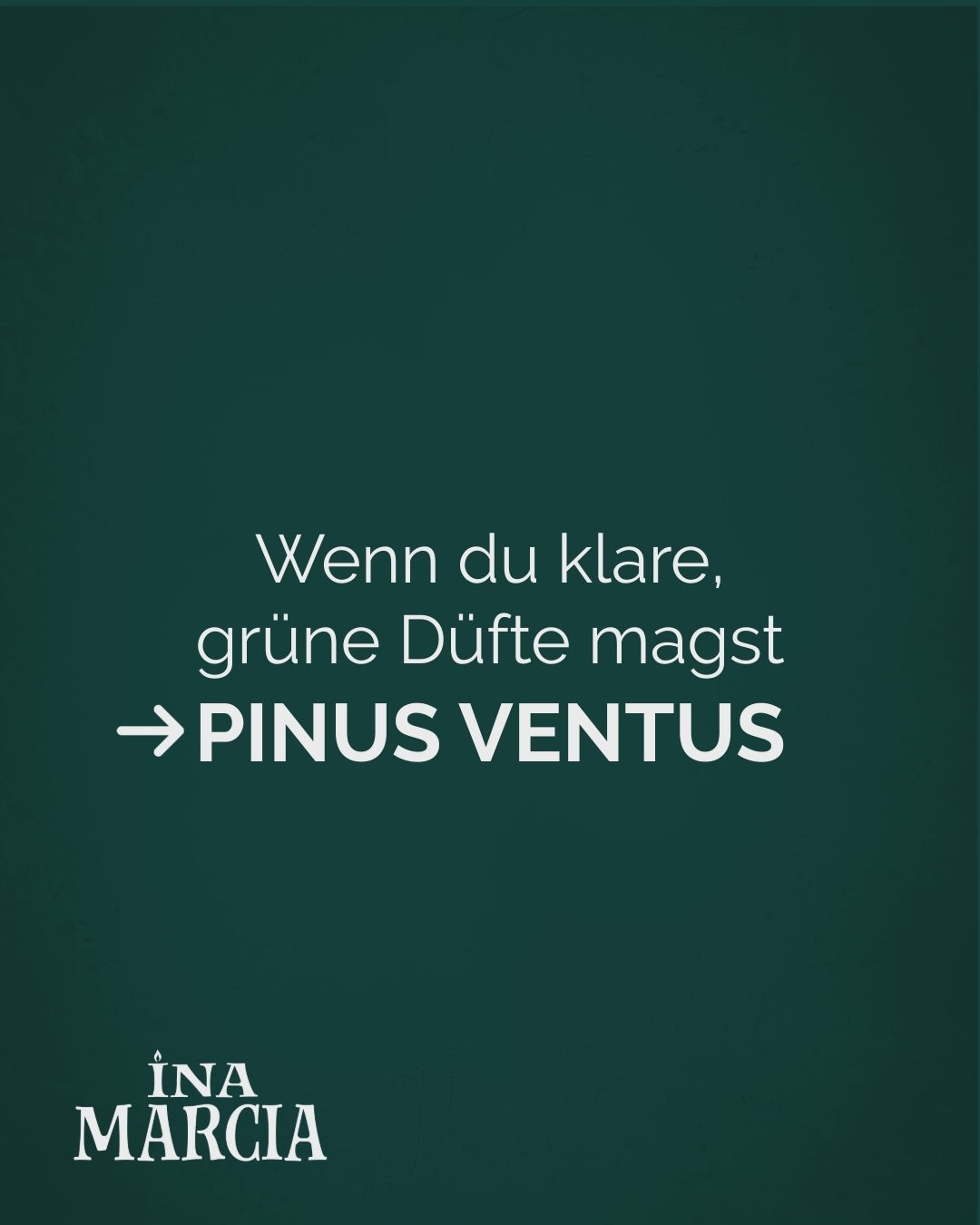 Pinus Ventus